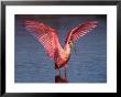 Roseate Spoonbill With Wings Spread by Charles Sleicher Limited Edition Print