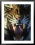 Bengal Tiger, Panthera Tigris by Brian Kenney Limited Edition Print