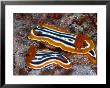 Chromodoris Magnifica, Indonesia by Mark Webster Limited Edition Pricing Art Print