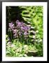 Hyacinthoides (Unnamed Bluebell), Ferns by Mark Bolton Limited Edition Pricing Art Print