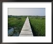 Walkway Above Wetlands by Stephen Alvarez Limited Edition Print