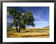 Lone Tree In Harvest Time Field, Palouse, Washington, Usa by Terry Eggers Limited Edition Print