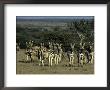 Burchell's Zebra, Equus Burchelli, Namibia, Africa by Thorsten Milse Limited Edition Print
