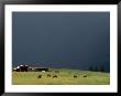 An Ominous Sky Over Horses Grazing On A Flathead Valley Ranch by Annie Griffiths Belt Limited Edition Pricing Art Print