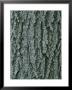 A Close View Of Tree Bark In Rock Creek Park In Washington, Dc by Taylor S. Kennedy Limited Edition Print