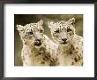 Portrait Of Two Captive Snow Leopards by Tim Laman Limited Edition Pricing Art Print