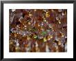 Perfume Bottles On Diplay In Suq, Dubai, United Arab Emirates by Phil Weymouth Limited Edition Print