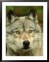 Timber Wolf, Canis Lupus Close-Up Portrait In Autumn Foliage, Usa by Mark Hamblin Limited Edition Print