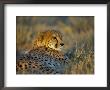 Captive Cheetah (Acinonyx Jubatus), Namibia, Africa by Steve & Ann Toon Limited Edition Pricing Art Print