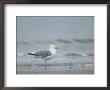 Herring Gull, Larus Argentatus, Heligoland, Germany by Thorsten Milse Limited Edition Pricing Art Print