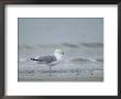 Herring Gull, Larus Argentatus, Heligoland, Germany by Thorsten Milse Limited Edition Print