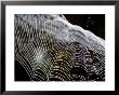 Orb Spider Web, Big Cypress Natural Preserve, Florida by Mark Newman Limited Edition Pricing Art Print