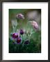 Backsippa Is A Spectacular Wildflower Found In Skane Throughout Spring, Skane, Sweden by Anders Blomqvist Limited Edition Print