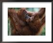 Sumatran Orang Utan 'Kissing' Young, Gunung Leuser National Park, Sumatra, Indonesia by Anup Shah Limited Edition Print