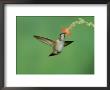 Rufous Hummingbird, Immature Feeding On Scarlet Gilia Paradise, Chiricahua Mountains, Arizona, Usa by Rolf Nussbaumer Limited Edition Print