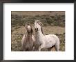 Mustang / Wild Horse, Grey Stallion And Filly, Wyoming, Usa Adobe Town Hma by Carol Walker Limited Edition Print