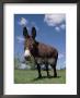 Domestic Donkey, Wisconsin, Usa by Lynn M. Stone Limited Edition Print