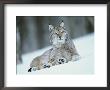 European Lynx In Snow, Norway by Pete Cairns Limited Edition Print