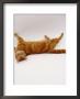Domestic Cat, British Shorthair Red Tabby Female Rolling On Back by Jane Burton Limited Edition Print