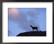 Chamois (Rupicapra Rupicapra) Silhouetted, Gran Paradiso National Park, Italy by Tim Edwards Limited Edition Pricing Art Print