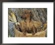 Smooth Haired Dachshund Dog (Canis Familiaris) by Lynn M. Stone Limited Edition Print