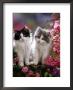 Domestic Cat, Black And Blue Bicolour Persian-Cross Kittens Among Pink Climbing Roses by Jane Burton Limited Edition Print