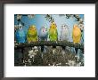 Six Budgerigars (Melopsittacus Undulatus) by Reinhard Limited Edition Pricing Art Print