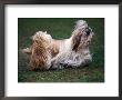 Shih Tzu Running by Adriano Bacchella Limited Edition Print