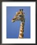 Giraffe, Male Portrait, Etosha National Park, Namibia by Tony Heald Limited Edition Pricing Art Print