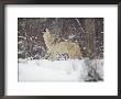 Portrait Of Grey Wolf Howling In The Snow by Lynn M. Stone Limited Edition Print