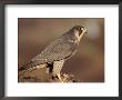 Peregrine Falcon Female (Falco Peregrinus), Subspecies Brookei From Southern Europe by Niall Benvie Limited Edition Pricing Art Print