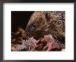 Hedgehog Carrying Newborn To New Nest (Erinaceus Europaeus), Uk by Jane Burton Limited Edition Print
