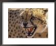 Cheetah Snarling (Acinonyx Jubatus) Dewildt Cheetah Research Centre, South Africa by Tony Heald Limited Edition Print