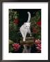 White Domestic Cat Watching Goldfish In Garden Pond by Jane Burton Limited Edition Print