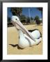 Australian Pelican (Pelecanus Conspicillatus), Shark Bay, Western Australia, Australia by Steve & Ann Toon Limited Edition Print