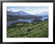 Tea Country High In The Western Ghats Near Munnar, Kerala State, India by R H Productions Limited Edition Print