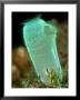 Sea Squirt, Lembeh Straits, Indonesia by Mark Webster Limited Edition Print