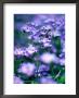 Myosotis Sylvatica (Forget-Me-Not) by Pernilla Bergdahl Limited Edition Print