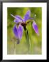 Wild Iris, Quebec, Canada by Robert Servranckx Limited Edition Print