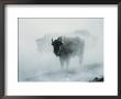 An American Bison Bull Stands In The Steam From A Geyser To Keep Warm by Michael S. Quinton Limited Edition Print
