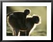 A Female Gelada With Her Baby On Her Back by Michael Nichols Limited Edition Pricing Art Print