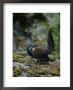 A Male Western Capercaillie by Mattias Klum Limited Edition Pricing Art Print