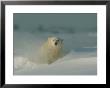 A Close View Of A Polar Bear (Ursus Maritimus) Partially Buried In The Snow by Norbert Rosing Limited Edition Print