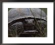 A Rare Gopher Tortoise Curls Up In Its Shell In A Forest, Southern Georgia by Taylor S. Kennedy Limited Edition Print