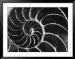 Nautilus Shell by Andreas Feininger Limited Edition Print