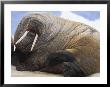 An Atlantic Walrus by Paul Nicklen Limited Edition Print