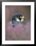 Peregrine Falcon, Falco Peregrinus, Close-Up Amongst Heather by Mark Hamblin Limited Edition Print