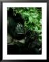Mountain Gorilla, Parc National Des Volcans, Rwanda by Andrew Plumptre Limited Edition Print