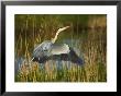Grey Heron In The Canal, Kinderdijk, Netherlands by Keren Su Limited Edition Print
