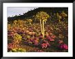 A Carpet Of Pink Eberlanzia Surrounds A Spiky Kokerboom Tree by Jonathan Blair Limited Edition Print
